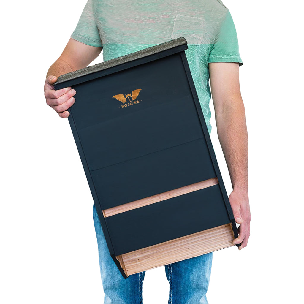 Big Bat Box -  3 chamber