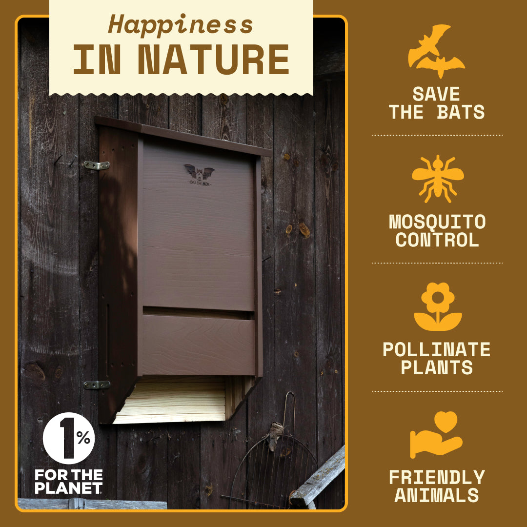 Big Bat Box -  3 chamber