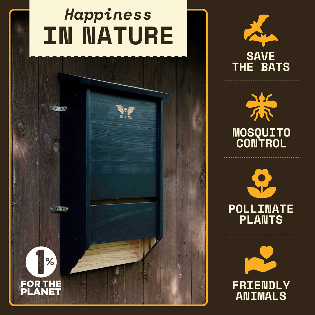 Big Bat Box -  3 chamber